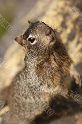 Squirrel 4