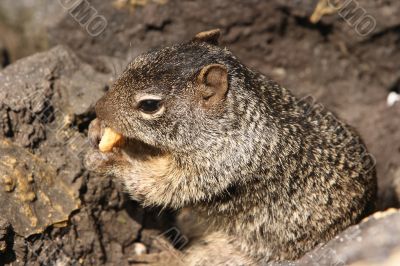 Squirrel 2
