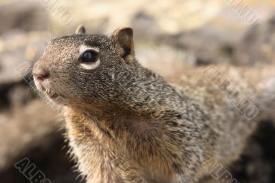 Squirrel 3
