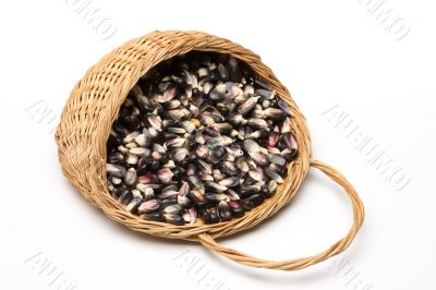 Blue corn 2