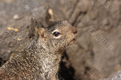 Squirrel 1