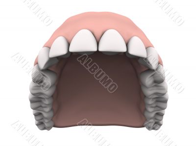 Upper teeth with gums