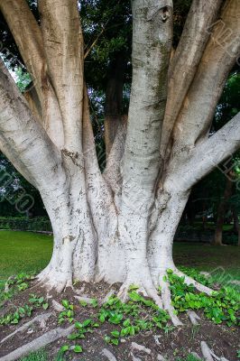 Old tree