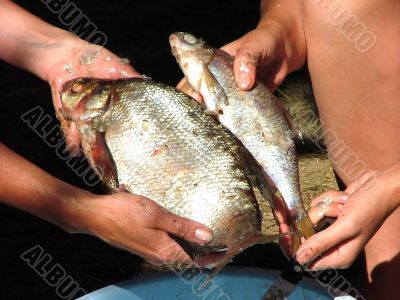 two fish in hand,