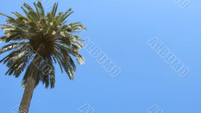 Palm trees