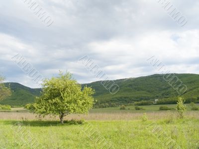 Pasture