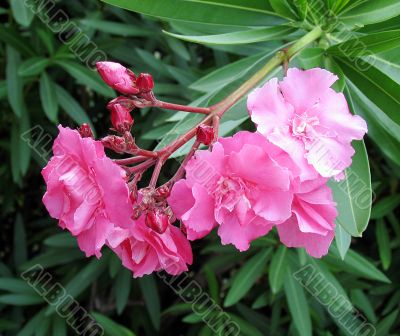 Pink flower