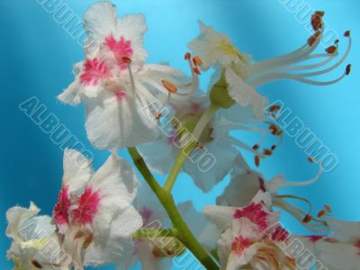 white flower of Blossoming Chestnut