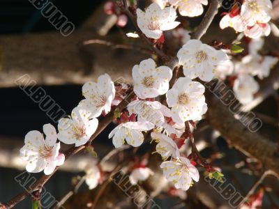 Spring blossom of apricote tree white flowers