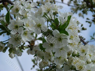 Spring blossom of cherry tree