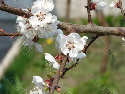 Spring blossom of apricote tree white flowers