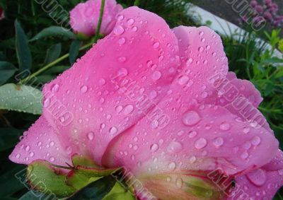 Purple pion with drops of morning dew