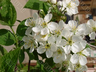 Spring blossom of cherry tree white flowers