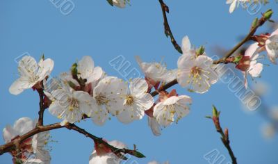 Spring blossom of apricote tree white flowers