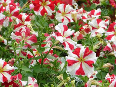 Flower bed blossoming