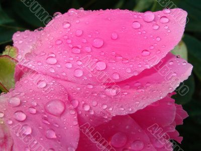 Purple pion with drops of morning dew