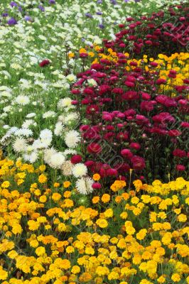 Flower bed blossoming
