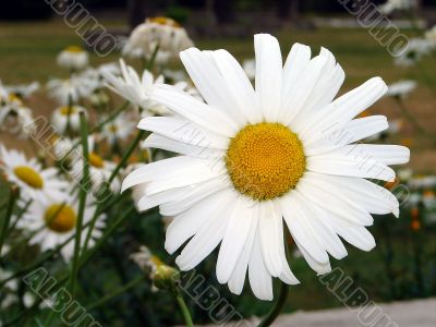 Alone big white daisy wheel