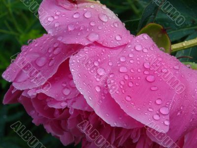 Purple pion with drops of morning dew