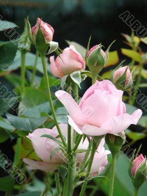 One alone pink rose