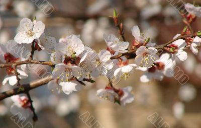 Spring blossom of apricote tree