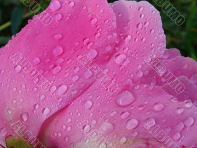 Purple pion with drops of morning dew