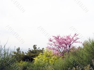 Pink tree
