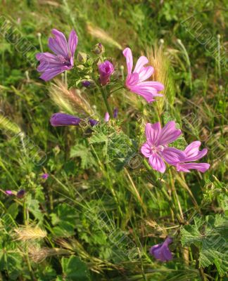 Spring flowers