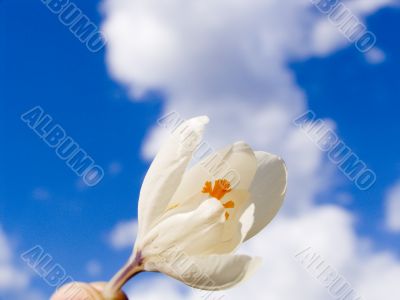 Snowdrop