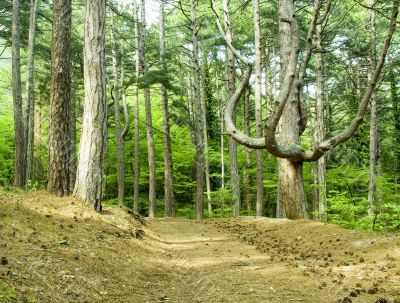 Wood in mountains