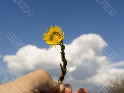 Yellow flower in a hand