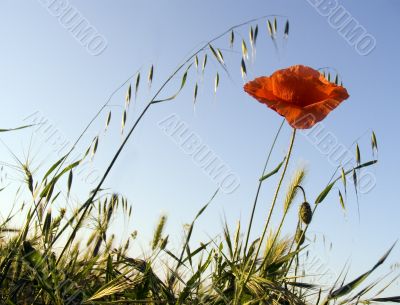 Flower of a poppy