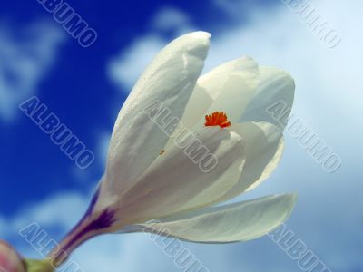 Spring flowering