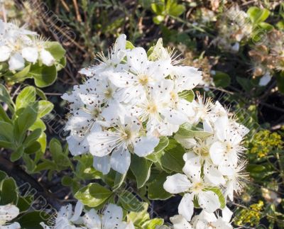 Spring flowering