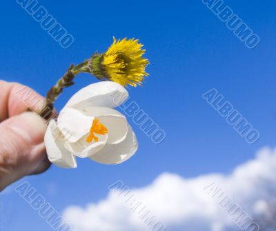 Two flowers