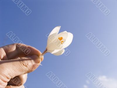 Snowdrop in a hand