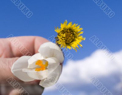 Two spring flowers