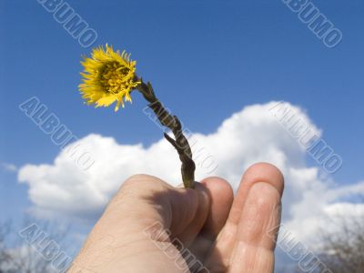Yellow flower