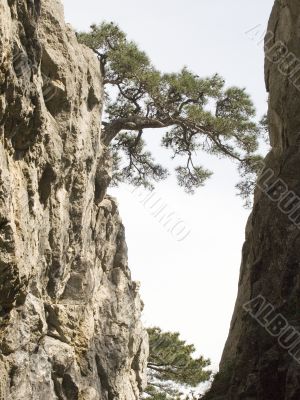 lonely tree