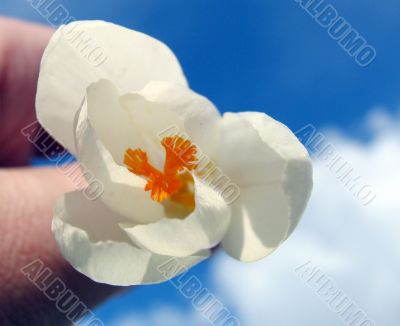 Spring flowering
