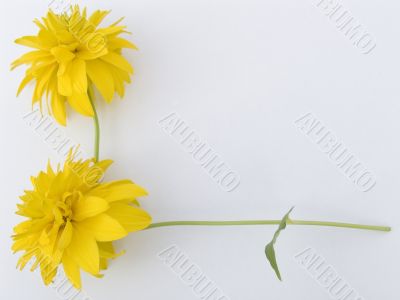 Flower composition