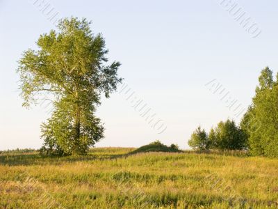 lonely tree