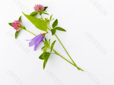  flower composition