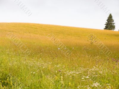 Gold meadow