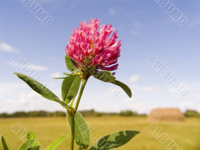 Flower field clover