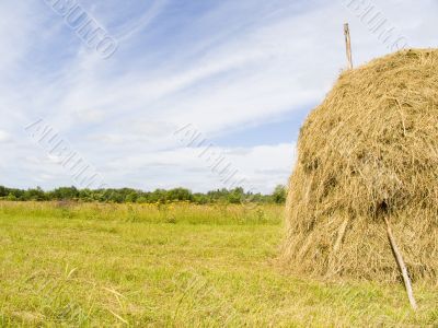 summer landscape