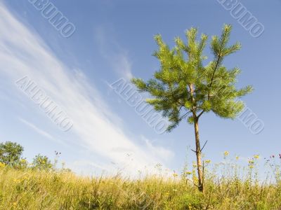 Lonely tree