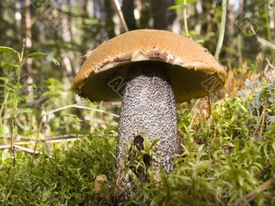 Mushroom close up