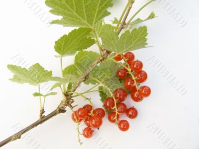 Branch of a red currant