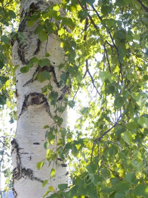 birch close up